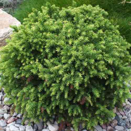 1 buc, Cryptomeria Monstrosa Nana - Puieți: Mod de ambalare: 1 buc