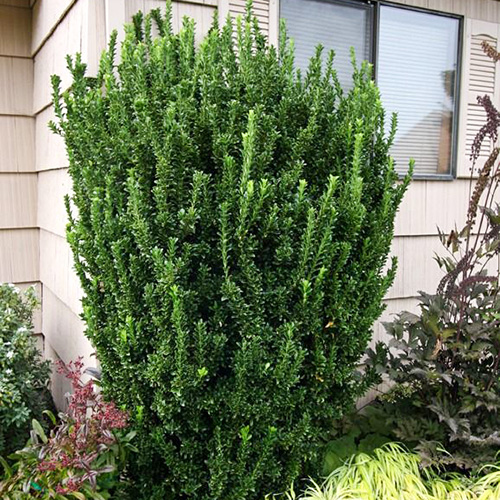 1 buc, Euonymus Green Spire - Răsaduri: Mod de ambalare: 1 buc