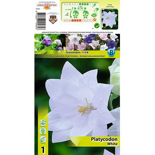 1 buc, Floarea balon (Platicodon) White - Bulbi: Mod de ambalare: 1 buc