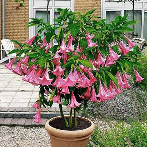 1 szt, Brugmansia Angel's Pink - Stauden: Ilość w opakowaniu: 1 Stück