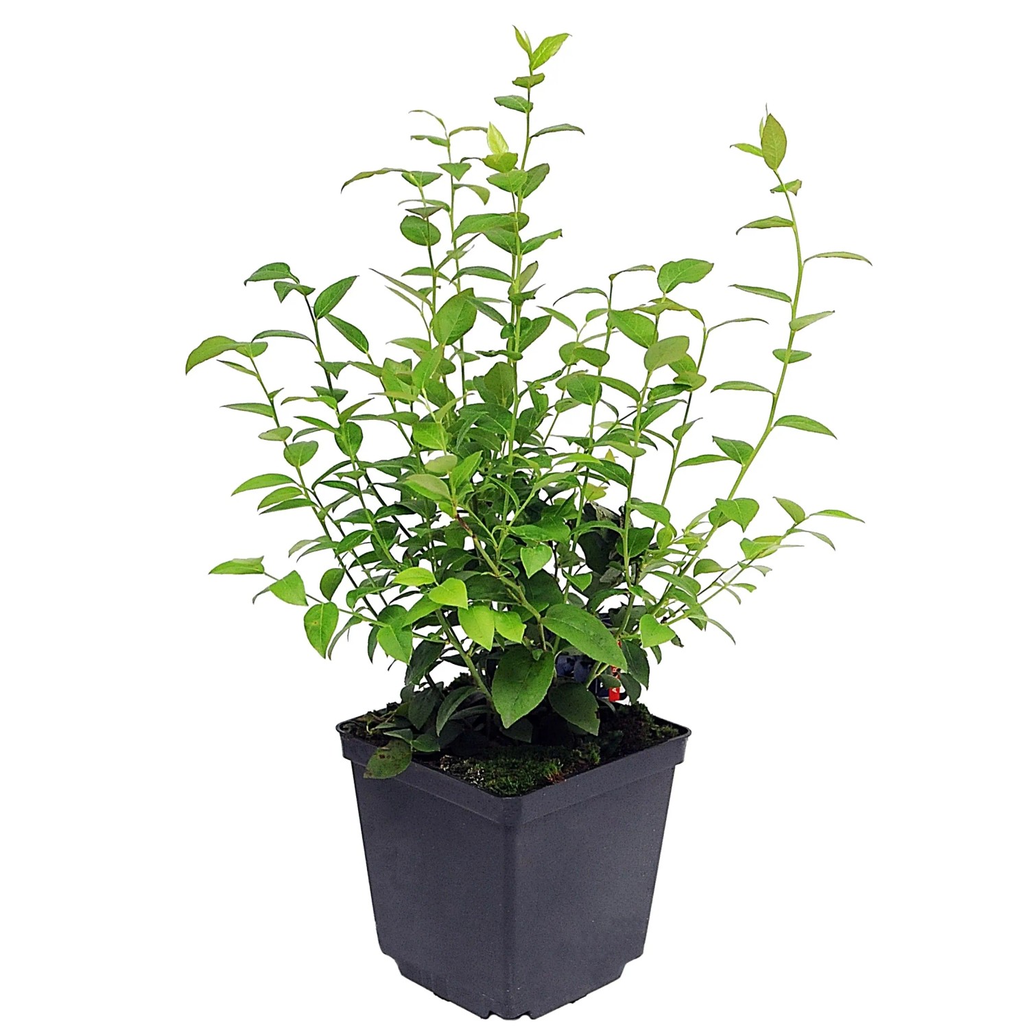 Borówka Amerykańska (Vaccinium corymbosum) - 2 l
