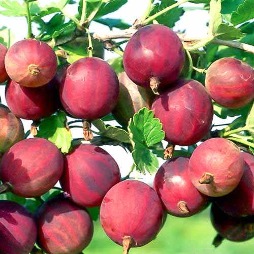 1 buc, Agriș roșu Delicios - Puieți: Mod de ambalare: 1 buc