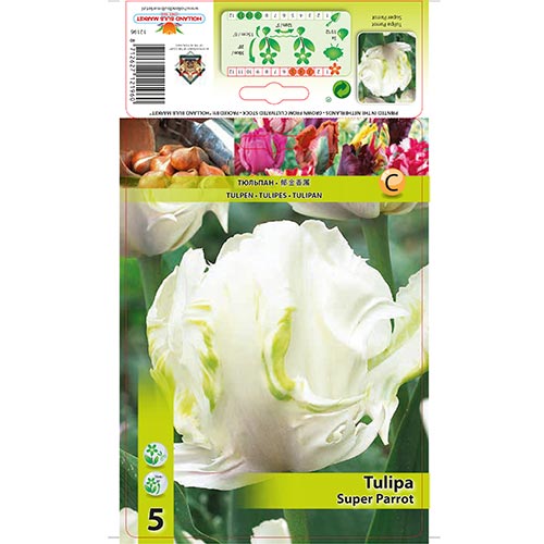 5 cib, Tulipán Super Parrot - : Monžstvo balíkov: 5 cib