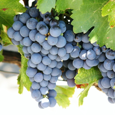 Hrozno Cabernet de Sauvignon - : Monžstvo balíkov: 1 sad