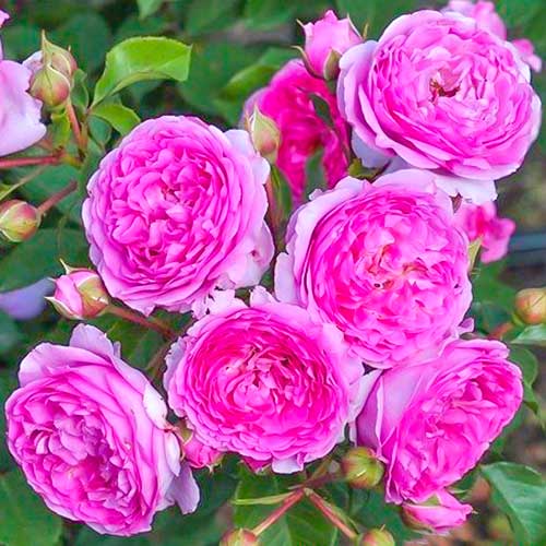 Ruža floribunda Vaza Lavender - : Monžstvo balíkov: 1 sad