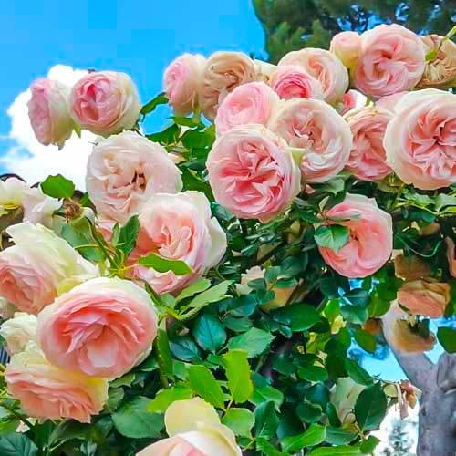 Rosa trepadora Pierre de Ronsard , C5 - Plántulas: Ilość w opakowaniu: 1 plantas
