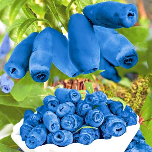 1 buc, Afin siberian (Boabă de miere) Blue Velvet - : Mod de ambalare: 1 buc