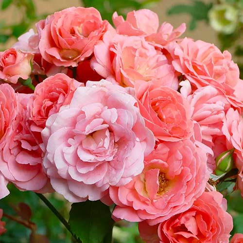 1 saz, Růže floribunda Salmon - : Monžstvo balíkov: 1 saz