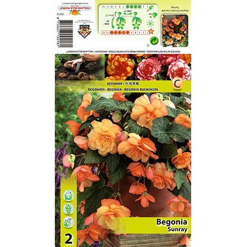 2 cib, Begónie Picotee Cascade Sunray - : Monžstvo balíkov: 2 cib