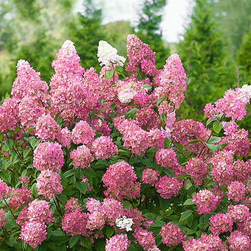 Hortenzia metlinatá Pink Diamond - : Monžstvo balíkov: 1 sad