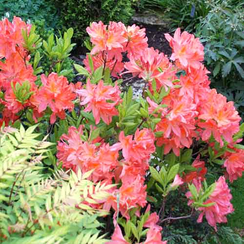 Rododendron Parkfeuer - : Monžstvo balíkov: 1 sad