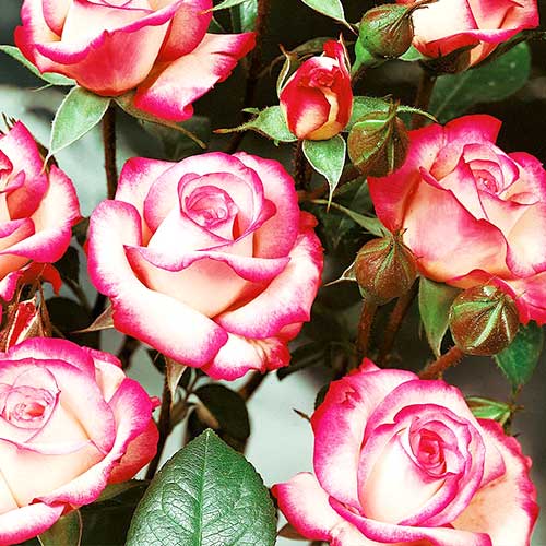 Ruža floribunda Pink White - : Monžstvo balíkov: 1 sad