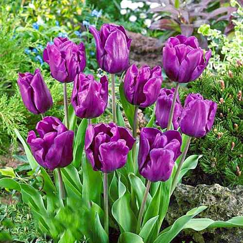 5 Stück, Tulpe Purple Rain - Blumenzwiebeln: Ilość w opakowaniu: 5 Stück