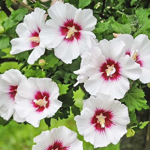 1 Pflanze(n), Hibiskus Red heart, P9 - Setzlinge: Ilość w opakowaniu: 1 Pflanze(n)