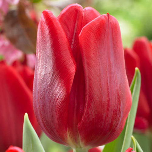 5 Stück, Tulpe Ruby Prince - Blumenzwiebeln: Ilość w opakowaniu: 5 Stück