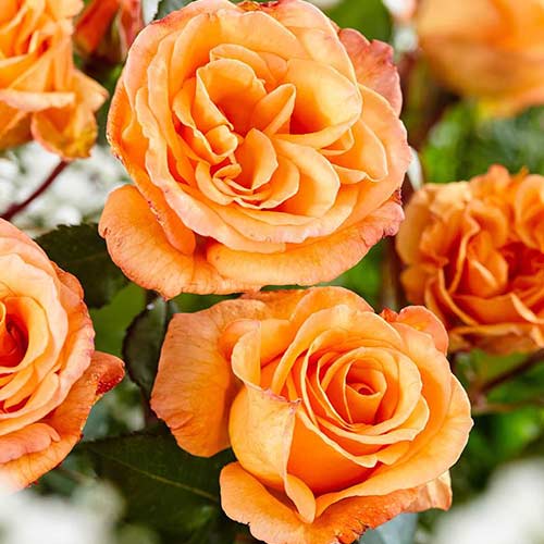 1 Pflanze(n), Edelrose Orangefarbene Rose, root ball - Setzlinge: Ilość w opakowaniu: 1 Pflanze(n)