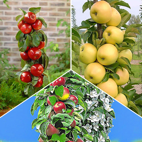Macieira colunar Gourmet, 3 mudas - Plântulas: Ilość w opakowaniu: 3 plant