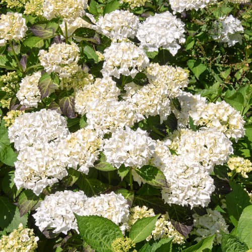 Hortensia de jardín Madame Emile Mouillere, C2 - Plántulas: Ilość w opakowaniu: 1 none