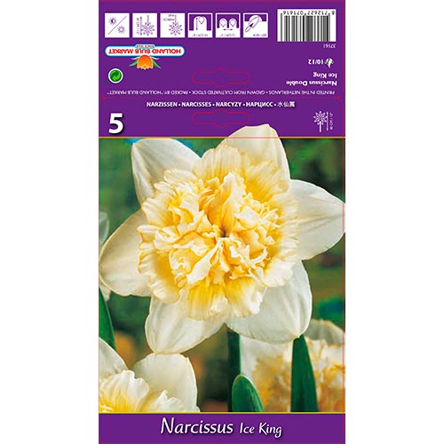 Narciso Ice King - Bulbos: Ilość w opakowaniu: 5 bulbos