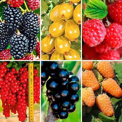 6 sadz, Super oferta! Krzewy owocowe ''Smak dzieciństwa'', zestaw 6 odmian - Sadzonki: Ilość w opakowaniu: 6 sadz