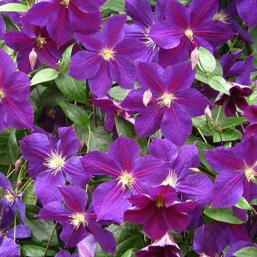 1 sadz, Clematis (Powojnik) Star of India - Sadzonki: Ilość w opakowaniu: 1 sadz