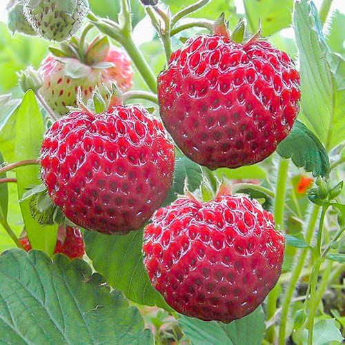 1 szt., Truskawkomalina Framberry - Sadzonki: Ilość w opakowaniu: 1 szt.