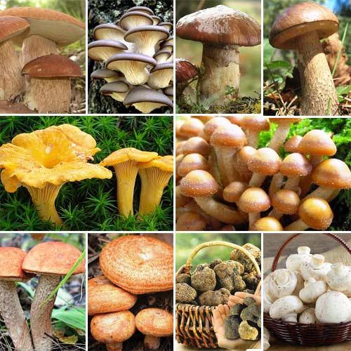1 szt, Super Oferta! Zestaw Grzybów Mega Pak 10 opakowań - Grzybnia: Ilość w opakowaniu: 10 opak