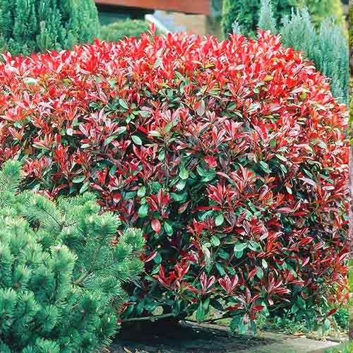 1 buc, Photinia fraseri Dynamo Red - Răsaduri: Mod de ambalare: 1 buc