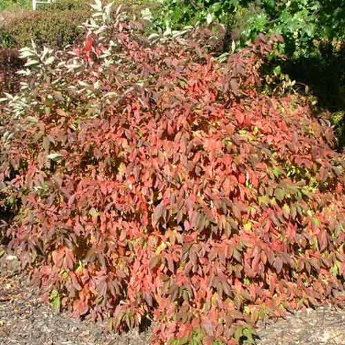 1 buc, Cornus Red Gnome - Răsaduri: Mod de ambalare: 1 buc