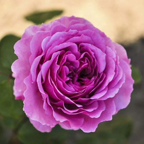 1 buc, Trandafir floribunda Adore Aroma , С3 - Răsaduri: Mod de ambalare: 1 buc