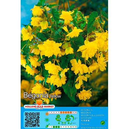 Begónia Pendula Yellow - : Monžstvo balíkov: 2 kus