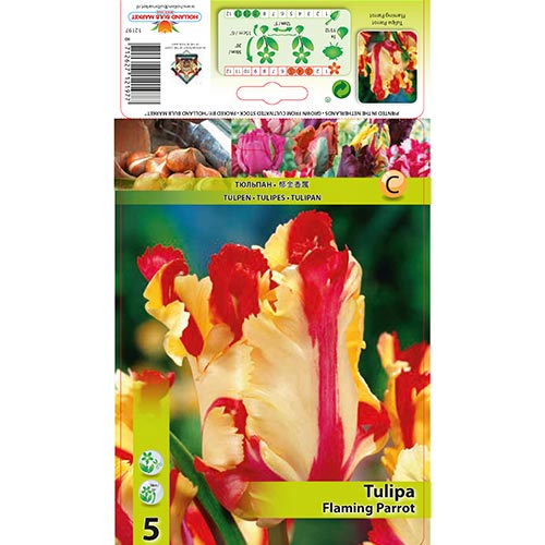 5 cib, Tulipán Flaming Parrot - : Monžstvo balíkov: 5 cib
