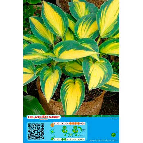 1 Stück, Hosta Remember Me - Stauden: Ilość w opakowaniu: 1 Stück