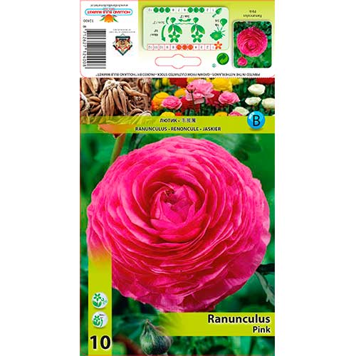 Ranunculus (ranúnculo persa) Rosa - Bulbos: Ilość w opakowaniu: 10 bulbos