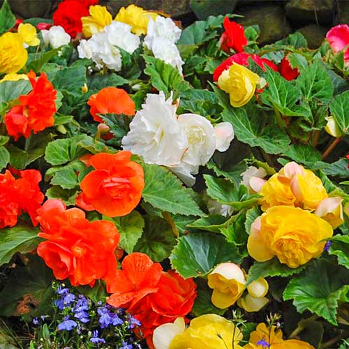 1 szt, Begonia bulwiasta wielkokwiatowa Smolicka, mieszanka - Nasiona: Ilość w opakowaniu: 0.01 g