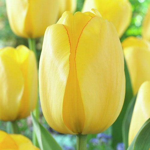 2 szt., Korzystny zakup! Tulipan Darwina Golden Parade - Cebule: Ilość w opakowaniu: 2 szt.