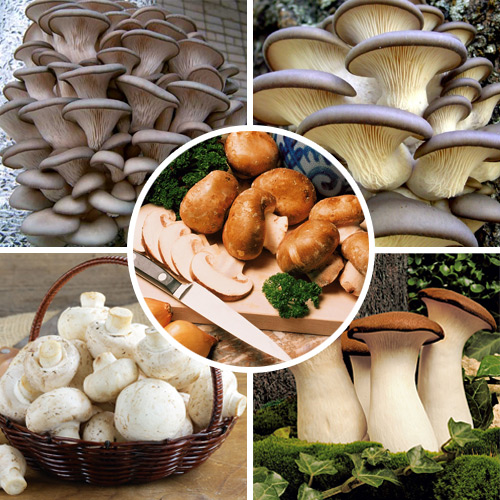 1 szt, Super Oferta! Zestaw Grzybów domowych 5 opakowań - Grzybnia: Ilość w opakowaniu: 5 opak