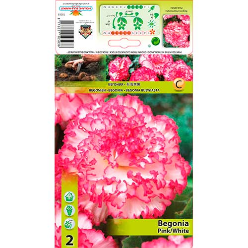 1 szt, Begonia dwukolorowa różowo-biała - Byliny: Ilość w opakowaniu: 2 szt.