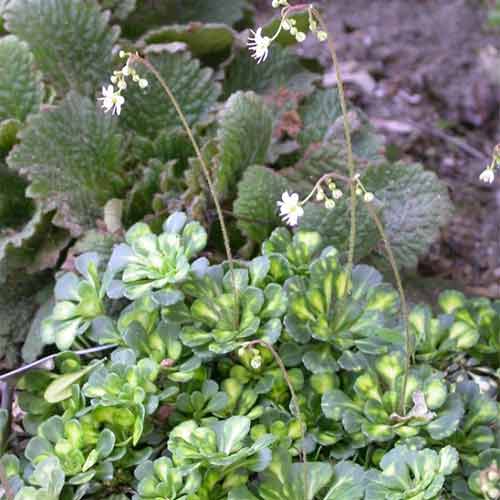 1 buc, Saxifraga Variegata - Răsaduri: Mod de ambalare: 1 buc