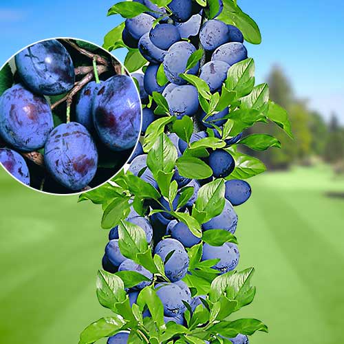 1 buc, Prun columnar Sweet Blue - Puieți: Mod de ambalare: 1 buc