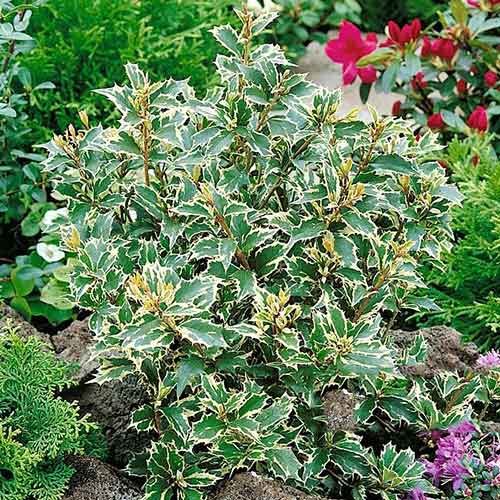 1 buc, Ilex fals Variegatus - Răsaduri: Mod de ambalare: 1 buc