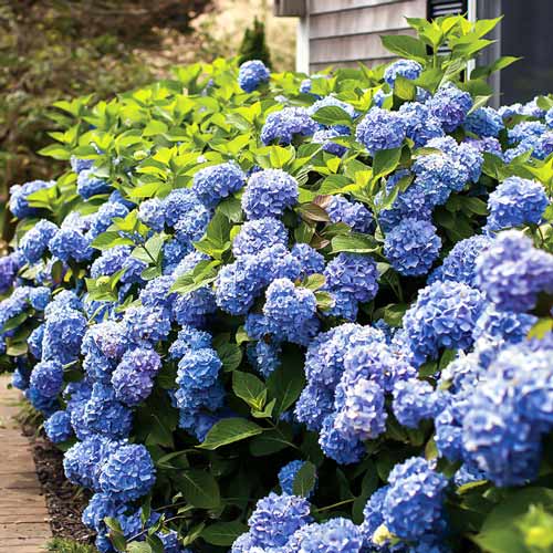 1 buc, Hortensia macrophylla Endless Summer - Răsaduri: Mod de ambalare: 1 buc