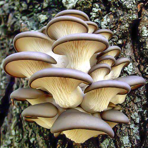 1 pac, Pleurotus Brun - : Mod de ambalare: 12 buc