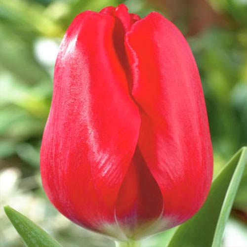 10 Stück, Tulpe Red Bull - Blumenzwiebeln: Ilość w opakowaniu: 10 Stück