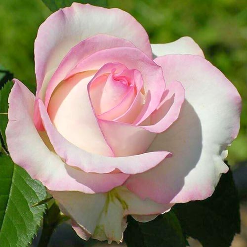 1 Pflanze(n), Großblütige Rose weiß & rosa - Setzlinge: Ilość w opakowaniu: 1 Pflanze(n)