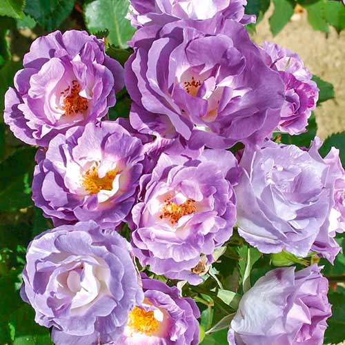 Rosa floribunda Pacific Dream - Plântulas: Ilość w opakowaniu: 1 plant
