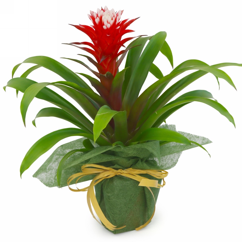 Kwiat doniczkowy Guzmania