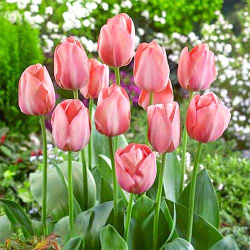 5 szt., Tulipan Mystic van Eijk - Cebule: Ilość w opakowaniu: 5 szt.