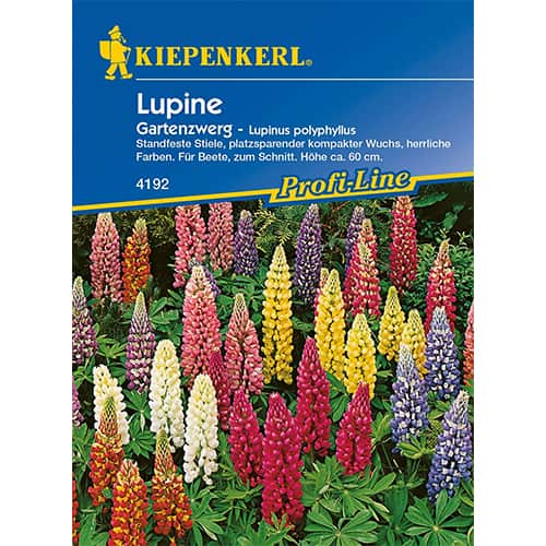 Lupina listnatá Gartenzwerg - : Monžstvo balíkov: 1 ob