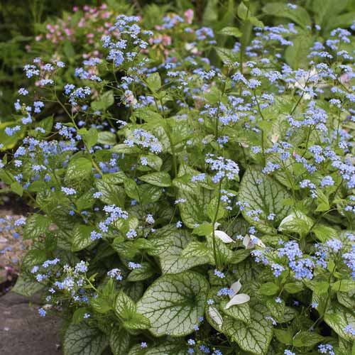 1 db, Kaukázusi nefelejcs (Brunnera) Sea Heart, C3 - Palánták: Mod de ambalare: 1 db